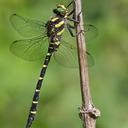 Image of Cordulegaster bidentata imported from iNaturalist.