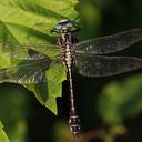 Image of Gomphus schneiderii imported from iNaturalist.