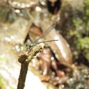 Image of Amphipteryx agrioides imported from iNaturalist.