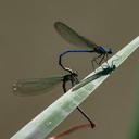 Image of Calopteryx exul imported from iNaturalist.