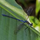 Image of Heliocharis amazona imported from iNaturalist.