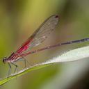 Image of Hetaerina sanguinea imported from iNaturalist.