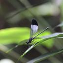 Image of Sapho bicolor imported from iNaturalist.