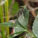 Image of Aphylla brevipes imported from iNaturalist.