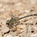 Image of Austrogomphus australis imported from iNaturalist.