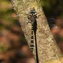 Image of Cordulegaster maculata imported from iNaturalist.