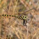 Image of Zoraena sayi imported from iNaturalist.