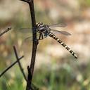 Image of Zoraena sayi imported from iNaturalist.