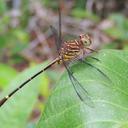 Image of Diaphlebia angustipennis imported from iNaturalist.