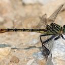 Image of Dromogomphus armatus imported from iNaturalist.