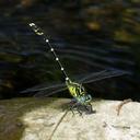 Image of Hemigomphus heteroclytus imported from iNaturalist.