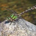 Image of Ophiogomphus colubrinus imported from iNaturalist.