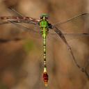 Image of Erpetogomphus elaps imported from iNaturalist.