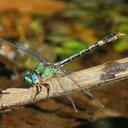 Image of Erpetogomphus boa imported from iNaturalist.