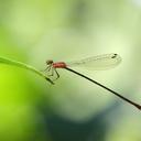 Image of Idioneura ancilla imported from iNaturalist.