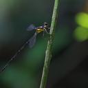 Image of Heteragrion ovatum imported from iNaturalist.