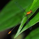 Image of Heteragrion aurantiacum imported from iNaturalist.