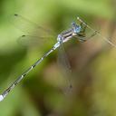 Image of Lestes disjunctus imported from iNaturalist.