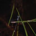 Image of Lestes minutus imported from iNaturalist.