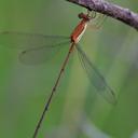 Image of Lestes ochraceus imported from iNaturalist.