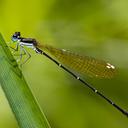 Image of Allocnemis leucosticta imported from iNaturalist.