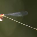 Image of Amphicnemis wallacii imported from iNaturalist.