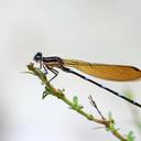 Image of Argia croceipennis imported from iNaturalist.