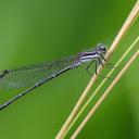 Image of Argia lilacina imported from iNaturalist.