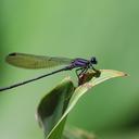 Image of Argia modesta imported from iNaturalist.