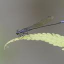 Image of Argia reclusa imported from iNaturalist.