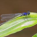 Image of Onychargia atrocyana imported from iNaturalist.