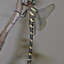 An image of an Apache Spiketail uploaded from iNaturalist.