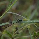 Image of Erpetogomphus viperinus imported from iNaturalist.