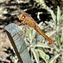 Image of Libellula croceipennis imported from iNaturalist.