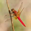Image of Libellula croceipennis