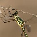 Image of Synlestes weyersii imported from iNaturalist.