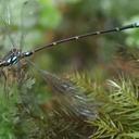 Image of Allolestes maclachlanii imported from iNaturalist.