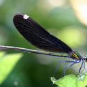 Image of Calopteryx japonica imported from iNaturalist.