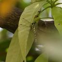 Image of Macrogomphus montanus imported from iNaturalist.