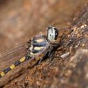 Image of Cordulephya pygmaea imported from iNaturalist.