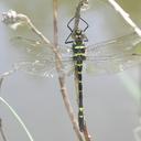 Image of Macromia amphigena imported from iNaturalist.