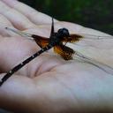 Image of Calesynthemis miranda imported from iNaturalist.