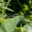 Image of Anax georgius imported from iNaturalist.