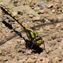 Image of Ophiogomphus bison imported from iNaturalist.