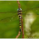 Image of Macromia flavicincta imported from iNaturalist.