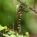 Image of Macromia moorei imported from iNaturalist.