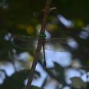 Image of Macromia westwoodii imported from iNaturalist.