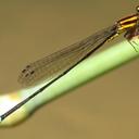 Image of Acanthagrion apicale imported from iNaturalist.