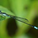 Image of Acanthagrion lancea imported from iNaturalist.