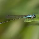 Image of Acanthagrion quadratum imported from iNaturalist.